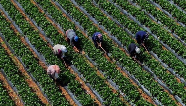 Çiftçiye mazot, gübre, buzağı ve çay budama desteği hesaplara yatacağı tarih belli oldu
