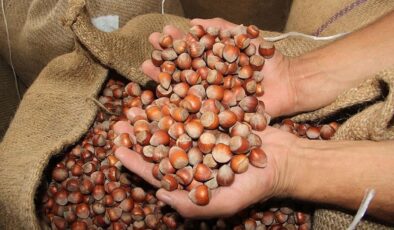 14 Haziran serbest piyasa fındık fiyatı güncel: Giresun, Ordu, Ünye…