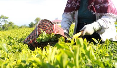 Yaş çay destekleme ödemeleri 2025 ne zaman yatıyor?