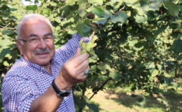 Fındık için savaşıyor!