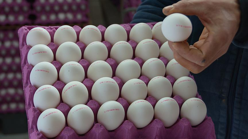 yumurta fiyatları neden artıyor