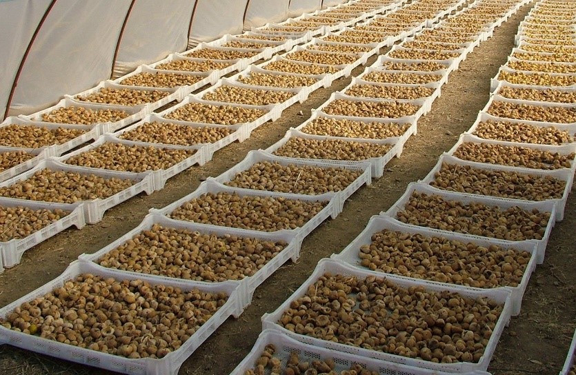 Zararlı toksinlere karşı üreticiye kerevet desteği 3 1755847909 1628577347 WhatsApp Image 2020 09 08 at 13.27.19 1 1