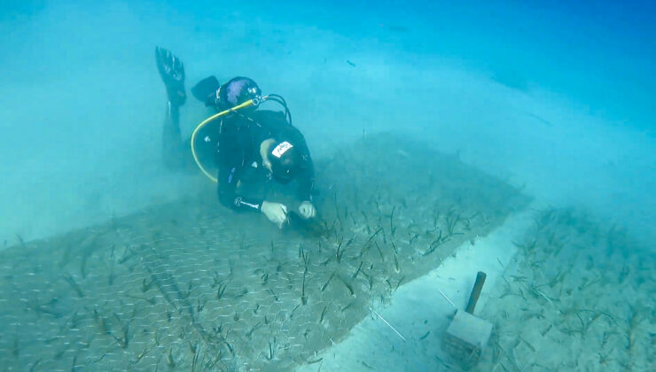 Göcek’te binlerce yıllık deniz çayırı bulundu