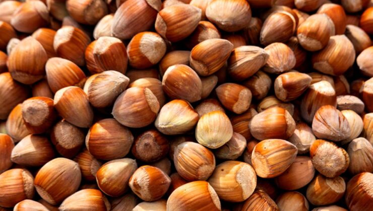 Fiyatları açıklanan fındık alımları 25 Ağustos’ta başlıyor 1 Fiyatları açıklanan fındık alımları 25 Ağustos’ta başlıyor