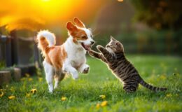 Yaz aylarında kedi ve köpekler için sağlıklı yaşam önerileri