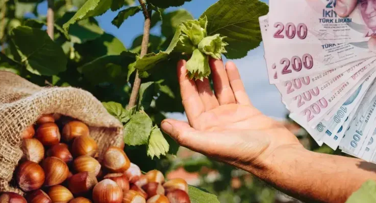 TMO’dan 8 ilde 16 fındık alım merkezi