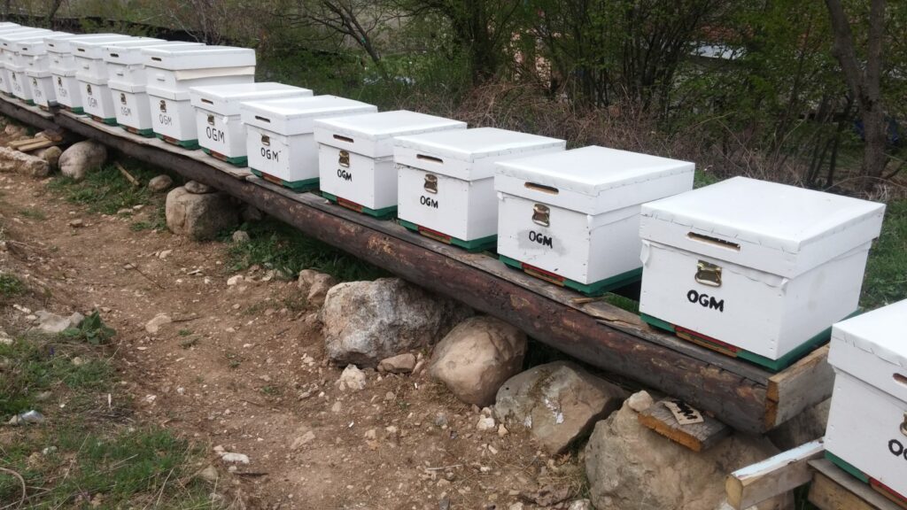 1756979812 OGM Odun disi orman urunleri gorsel 3