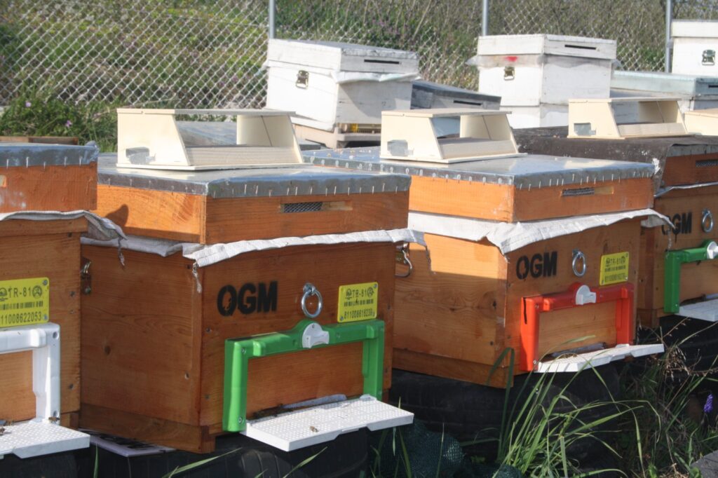 1756979816 OGM Odun disi orman urunleri gorsel 7