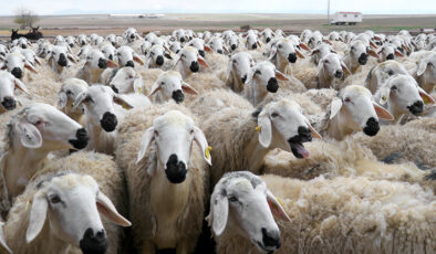 TİGEM 3200 küçükbaş hayvan ihalesi ne zaman? Muhammen bedel yaklaşık 28 milyon