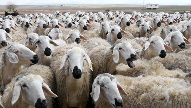 TİGEM 3200 küçükbaş hayvan ihalesi ne zaman? Muhammen bedel yaklaşık 28 milyon