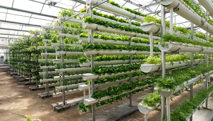Topraksız tarım küçük yatırımla büyük kazanç sunuyor