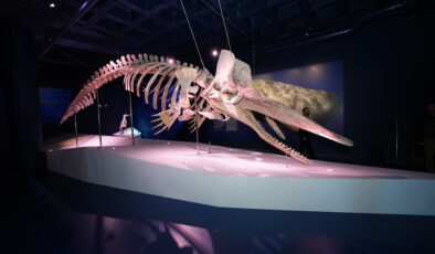 Okyanusun Devleri İstanbul’da