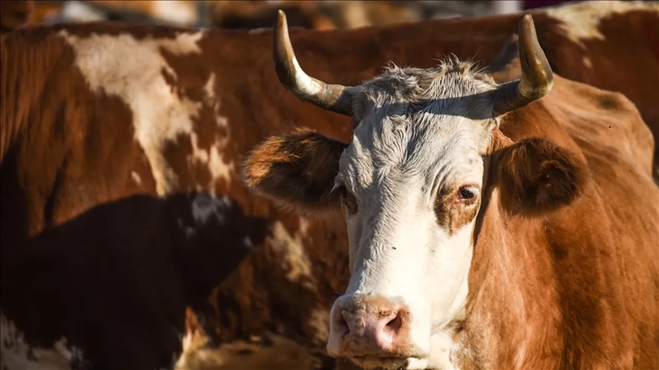 Hayvancılık destekleri artıyor, ödemeler 81 bin liraya çıktı