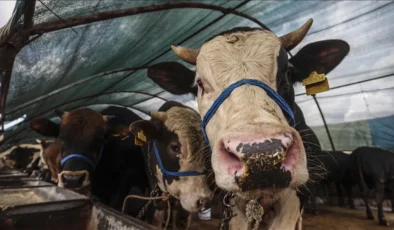 Hayvancılık destekleri artıyor, ödemeler 81 bin liraya çıktı