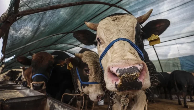 Hayvancılık destekleri artıyor, ödemeler 81 bin liraya çıktı
