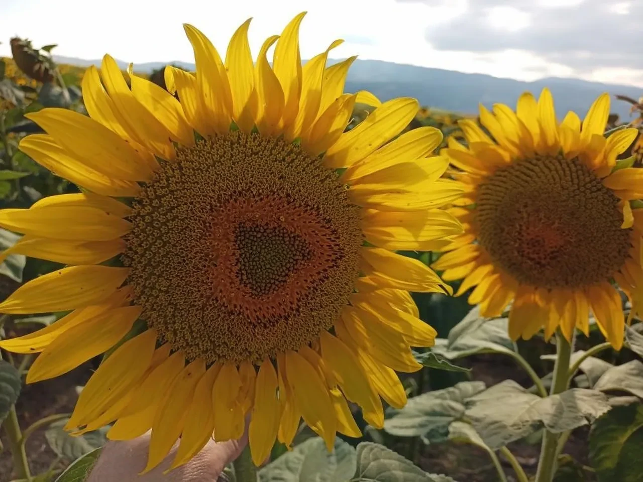 Çiftçilere destek ödemeleri arttı: 2026 buğday, ayçiçeği, pamuk desteği ne kadar? 5 2026 buğday ayçiçeği pamuk desteği ne kadar kaç tl