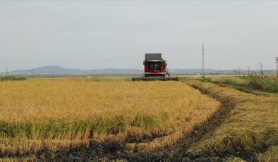 Çeltikte 2025 yılı rekolte hedefi 988 bin ton