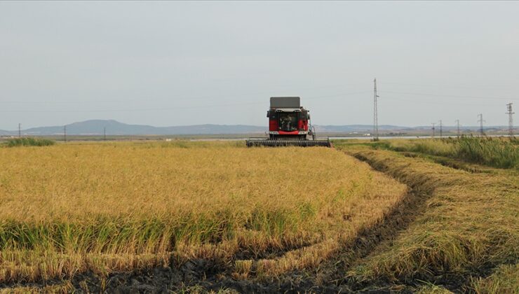 Çeltikte 2025 yılı rekolte hedefi 988 bin ton