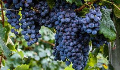 Ünye üzüm suyuna coğrafi işaret tescili