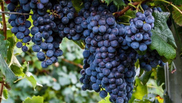 Ünye üzüm suyuna coğrafi işaret tescili