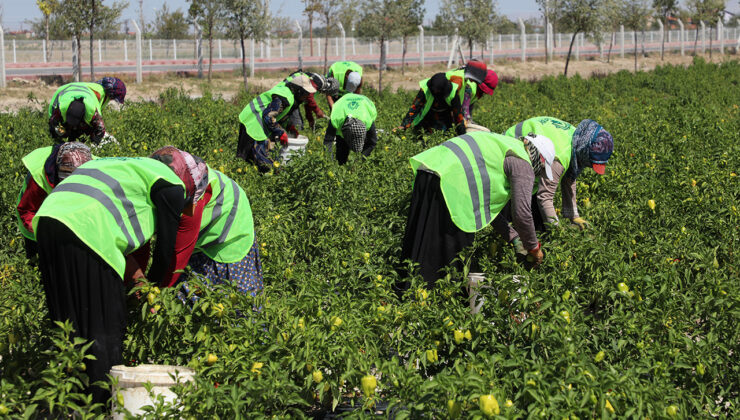 Asırlık ata tohumları yeniden yeşeriyor