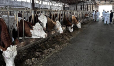 Hayvancılık sektörü tehdit altında