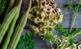 ”Altın Tohumlar”ın konuğu: Moringa