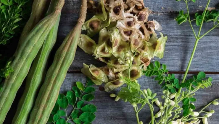 ”Altın Tohumlar”ın konuğu: Moringa