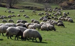 Hayvancılık desteklemelerinde yeni dönem başlıyor