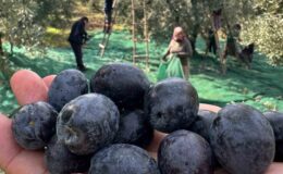 İsviçre sofralarını süsleyen Katırlı zeytininde bu yıl kalite yüksek