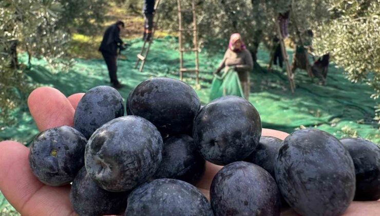 İsviçre sofralarını süsleyen Katırlı zeytininde bu yıl kalite yüksek
