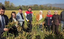 Konuralp pirincinde “damlama sulama” bereketi