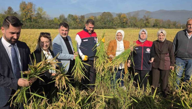 Konuralp pirincinde “damlama sulama” bereketi