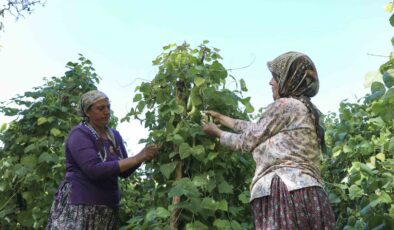 Atalık tohumların hasadı başladı