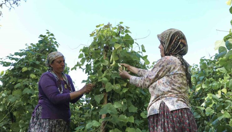 Atalık tohumların hasadı başladı