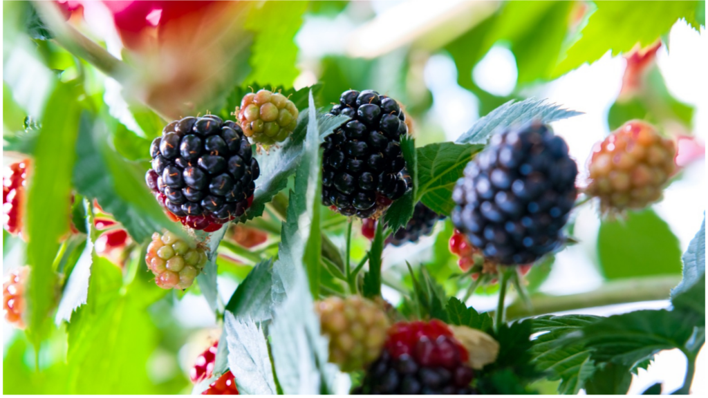 Köklerinden güç aldı tarımın reçetesini sağlıkla yazdı 4 Adsiz tasarim 12