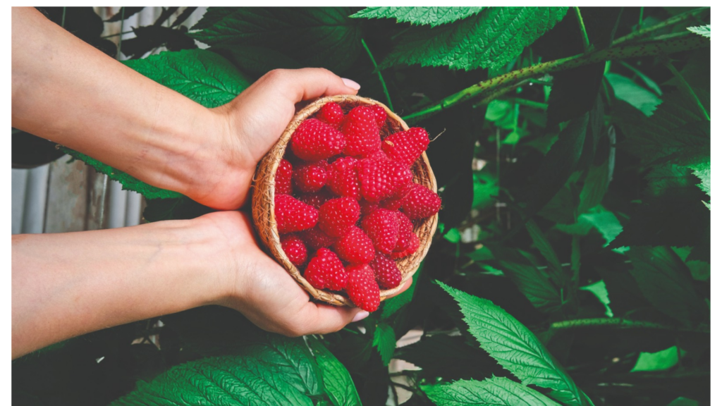 Köklerinden güç aldı tarımın reçetesini sağlıkla yazdı 5 Adsiz tasarim 13