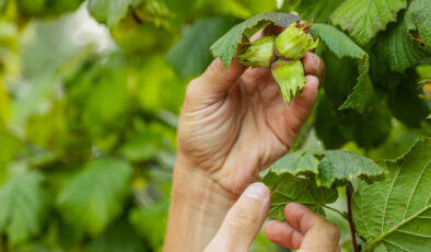Fındık için dünyaya seslendi