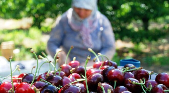 Dondurulmuş kiraz ihracatında lider ülkeyiz