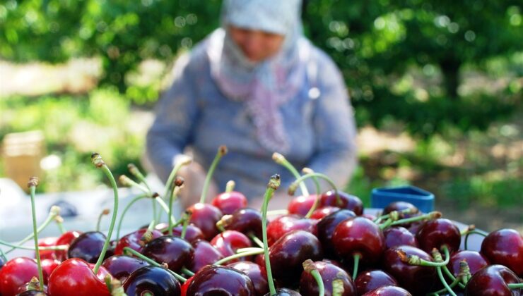 Dondurulmuş kiraz ihracatında lider ülkeyiz