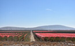 Karaman’dan 25 ülkeye uzanan elma ihracat başarısı