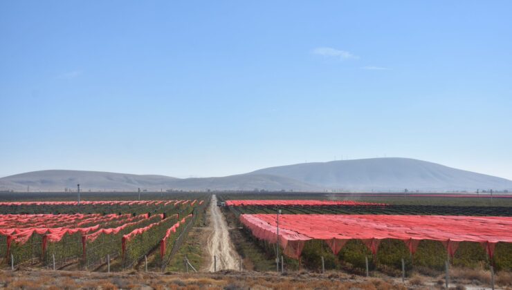 Karaman’dan 25 ülkeye uzanan elma ihracat başarısı