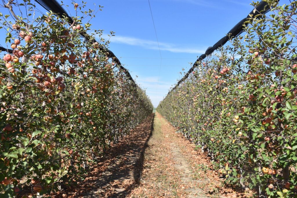 WhatsApp Image 2025 11 03 at 11.58.05m