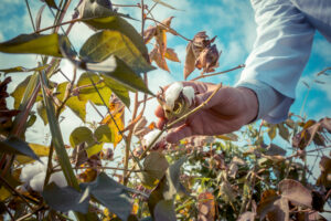 farmer gathering cotton plantation