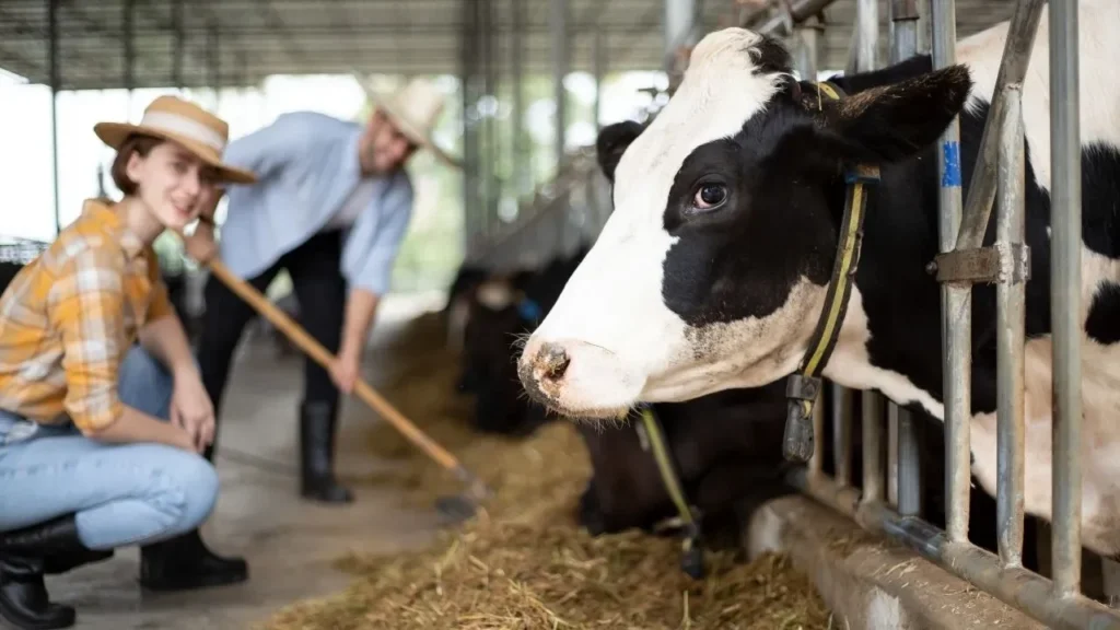 hayvancilik yapmak isteyen genclere ve kadinlara devlet para verecek karsiliksiz 270 3202121