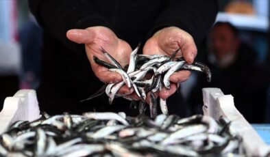 Trabzon’da hamsi bereketi: Kilosu ne kadar?