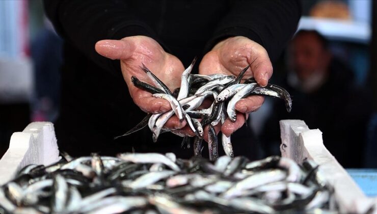 Trabzon’da hamsi bereketi: Kilosu ne kadar?