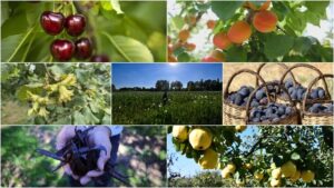 thumbs b c 9687dd2c4ca0eb656bcb809bb0b3c63c