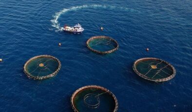 Doğu Karadeniz’den 10 ayda 29 ülkeye 26 bin ton su ürünü ihracatı