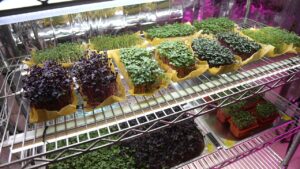 topraksiz sebze 2106602